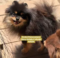 Glory spayed, a female Pomeranian for sale in Kentucky, KY – 3 of 4
