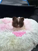 Chocolate parti , a female Pomeranian for sale in Kentucky, KY – 6 of 9