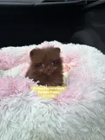Teeny tiny, a female Pomeranian for sale in Kentucky, KY – 3 of 6