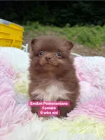 Chocolate with white markings , a female Pomeranian for sale in Kentucky, KY – 3 of 10