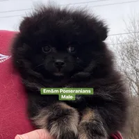 Blk&tan boy, a male Pomeranian for sale in Kentucky, KY – Photo 3 of 9