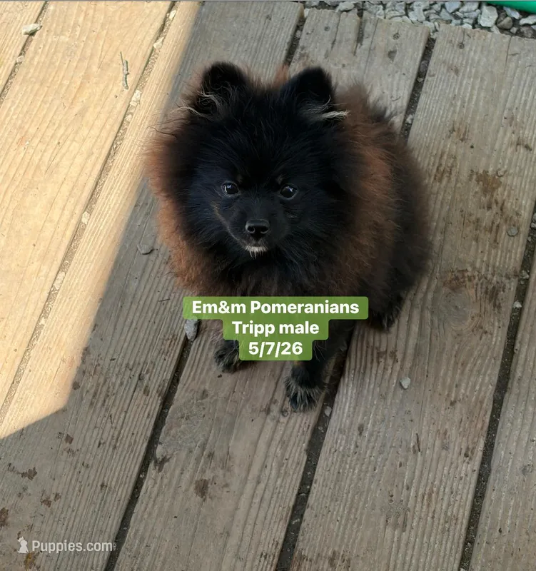 Blk&tan boy – Pomeranian puppy for sale in Kentucky, KY
