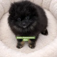 Blk&tan boy, a male Pomeranian for sale in Kentucky, KY – Photo 5 of 9