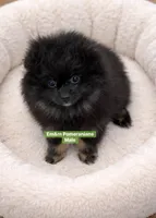 Blk&tan, a male Pomeranian for sale in Kentucky, KY – Photo 5 of 10