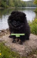 Blk&tan, a male Pomeranian for sale in Kentucky, KY – Photo 7 of 10