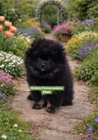 Blk&tan, a male Pomeranian for sale in Kentucky, KY – Photo 3 of 10