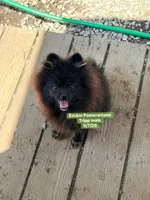Tripp-neutered before leaving , a male Pomeranian for sale in Kentucky, KY – 10 of 10