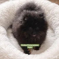 Blk&tan boy, a male Pomeranian for sale in Kentucky, KY – Photo 6 of 9