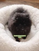 Blk&tan, a male Pomeranian for sale in Kentucky, KY – Photo 8 of 10