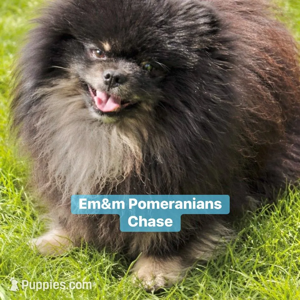 Blk&tan, a male Pomeranian for sale in Kentucky, KY – Photo 4 of 10