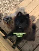 Tripp-neutered before leaving , a male Pomeranian for sale in Kentucky, KY – 9 of 10