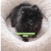 Blk&tan boy, a male Pomeranian for sale in Kentucky, KY – Photo 7 of 9