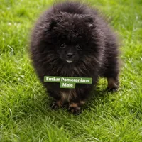 Blk&tan boy, a male Pomeranian for sale in Kentucky, KY – Photo 2 of 9