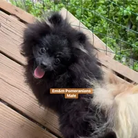 Blk&tan boy, a male Pomeranian for sale in Kentucky, KY – Photo 9 of 9
