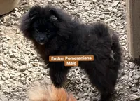 Blk&tan boy, a male Pomeranian for sale in Kentucky, KY – Photo 8 of 9