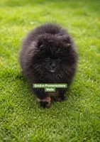 Blk&tan, a male Pomeranian for sale in Kentucky, KY – Photo 10 of 10