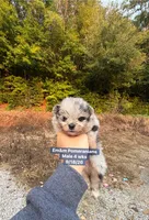 Merle boy, a male Pomeranian for sale in Liberty, KY – 6 of 7