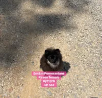 Raven- charting 4 pounds, a female Pomeranian for sale in Kentucky, KY – 10 of 10