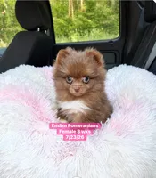 Chocolate with white markings , a female Pomeranian for sale in Kentucky, KY – 8 of 10