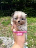 Blue eyed merle girl, a female Pomeranian for sale in Kentucky, KY – 3 of 5