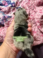 Merle boy, a male Pomeranian for sale in Kentucky, KY – 2 of 3