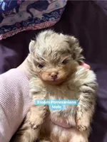 Choc Merle & tan, a male Pomeranian for sale in Kentucky, KY – Photo 3 of 4