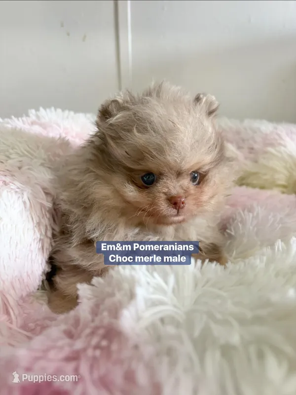 Choc Merle & tan charting 6-7 pounds – Pomeranian puppy for sale in Kentucky, KY
