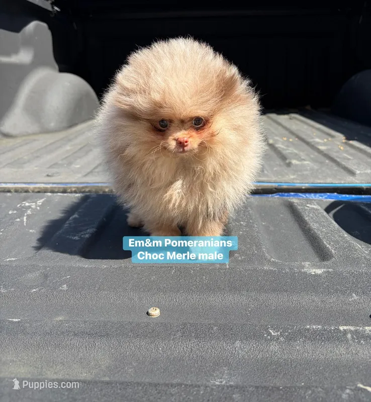 Choc Merle & tan charting 6-7 pounds – Pomeranian puppy for sale in Kentucky, KY