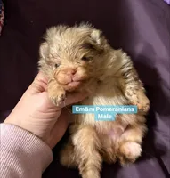 Choc Merle & tan, a male Pomeranian for sale in Kentucky, KY – Photo 1 of 4