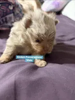 Choc Merle & tan, a male Pomeranian for sale in Kentucky, KY – Photo 2 of 4