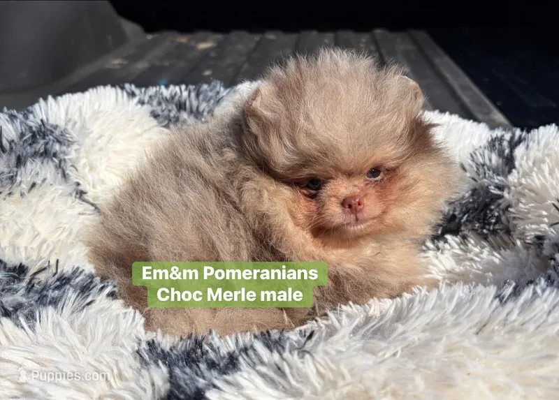 Choc Merle & tan charting 6-7 pounds – Pomeranian puppy for sale in Kentucky, KY