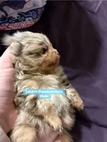 Choc Merle & tan, a male Pomeranian for sale in Kentucky, KY – Photo 4 of 4