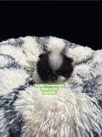 Black parti roan, a male Pomeranian for sale in Liberty, KY – 3 of 8