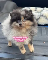 Blue eyed Merle, a female Pomeranian for sale in Kentucky, KY – 8 of 9