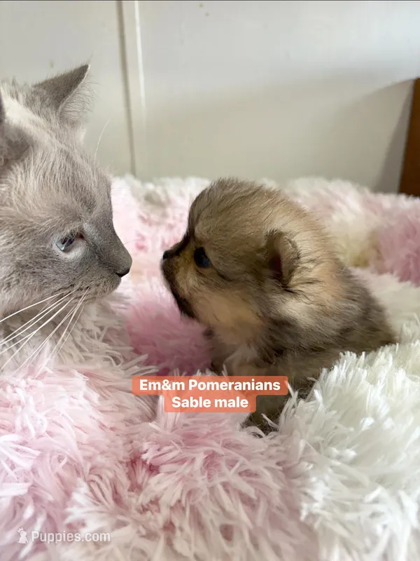 Teddy bear sable charting 4 pounds – Pomeranian puppy for sale in Kentucky, KY