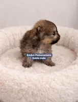 Teddy bear sable , a male Pomeranian for sale in Kentucky, KY – Photo 4 of 5