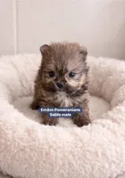 Teddy bear sable , a male Pomeranian for sale in Kentucky, KY – Photo 1 of 5