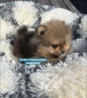 Teddy bear sable charting 4 pounds, a male Pomeranian for sale in Kentucky, KY – Photo 6 of 10