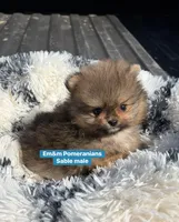 Teddy bear sable charting 4 pounds, a male Pomeranian for sale in Kentucky, KY – Photo 2 of 10