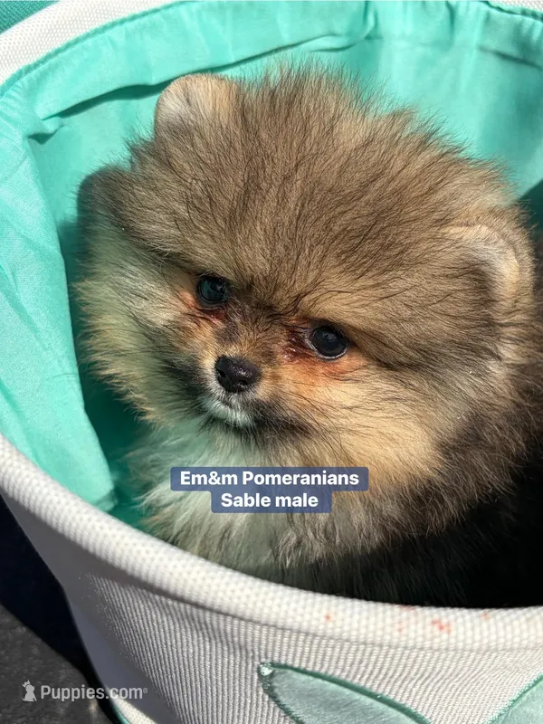 Teddy bear sable charting 4 pounds – Pomeranian puppy on hold in Kentucky, KY