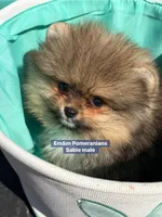 Teddy bear sable charting 4 pounds, a male Pomeranian for sale in Kentucky, KY – Photo 1 of 10