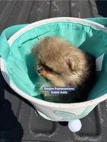 Teddy bear sable charting 4 pounds, a male Pomeranian for sale in Kentucky, KY – Photo 10 of 10
