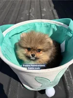 Teddy bear sable charting 4 pounds, a male Pomeranian for sale in Kentucky, KY – Photo 9 of 10