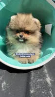 Teddy bear sable charting 4 pounds, a male Pomeranian for sale in Kentucky, KY – Photo 8 of 10