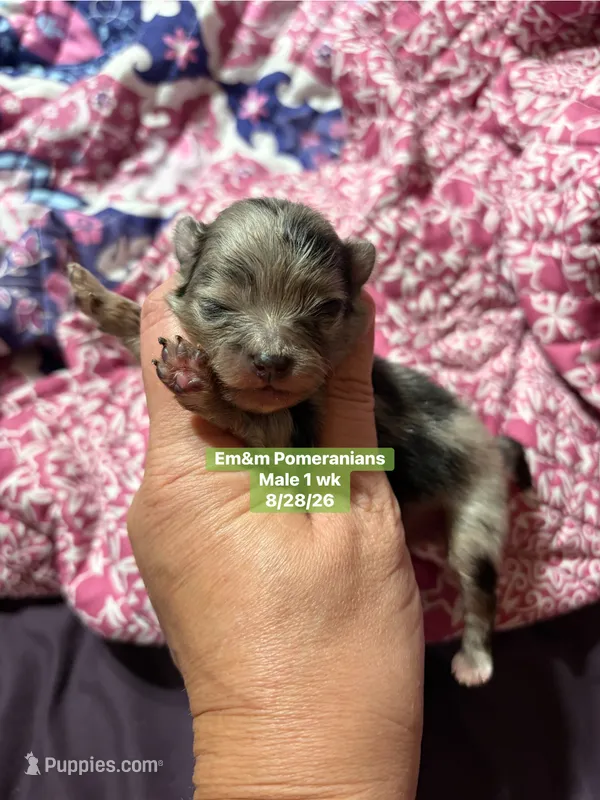 Merle boy – Pomeranian puppy for sale in Kentucky, KY