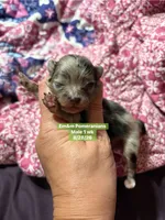 Merle boy, a male Pomeranian for sale in Kentucky, KY – 1 of 3