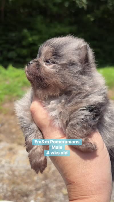 Merle boy Stella , a male Pomeranian for sale in Kentucky, KY – 10 of 10