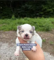Merle parti, a male Pomeranian for sale in Kentucky, KY – 2 of 4