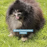 Merle boy Stella , a male Pomeranian for sale in Kentucky, KY – 3 of 6