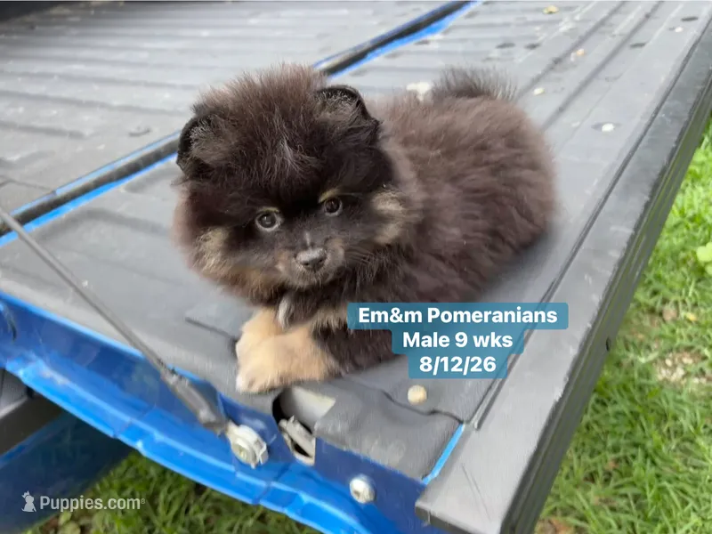 Black & tan – Pomeranian puppy for sale in Kentucky, KY